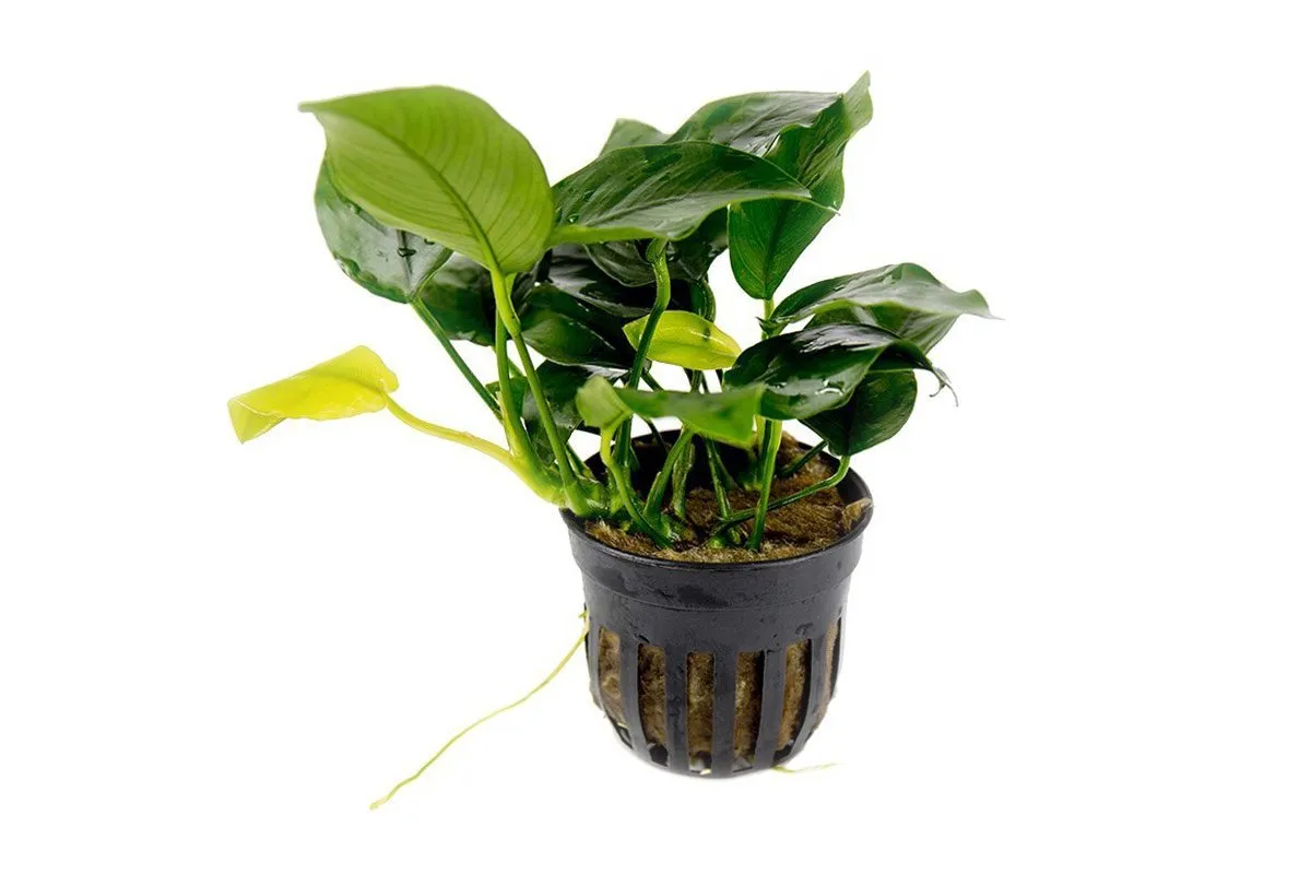 Beginner Plant Pack