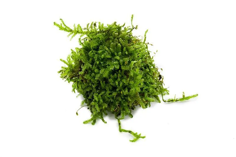 Beginner Plant Pack
