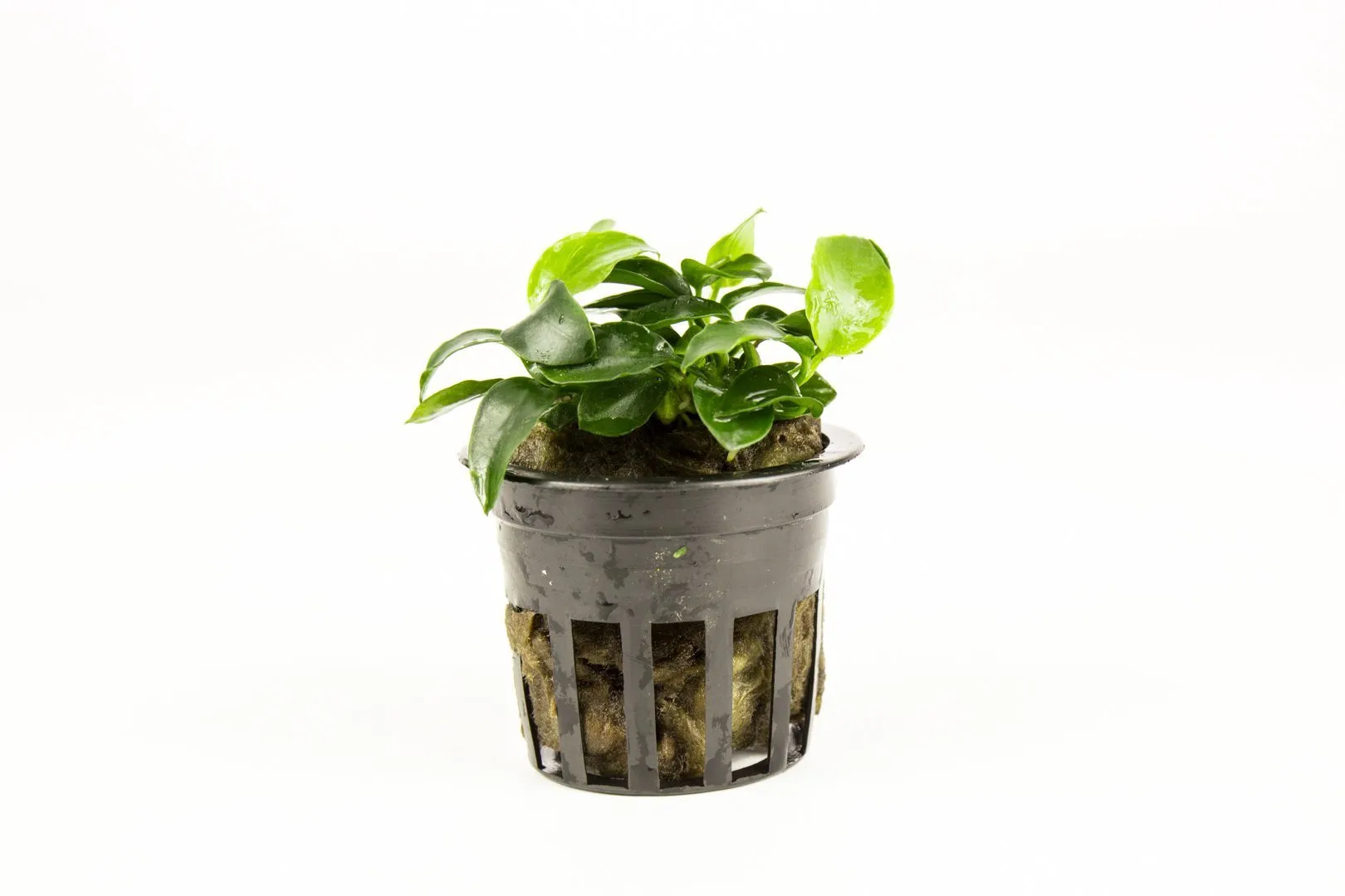 Beginner Plant Pack