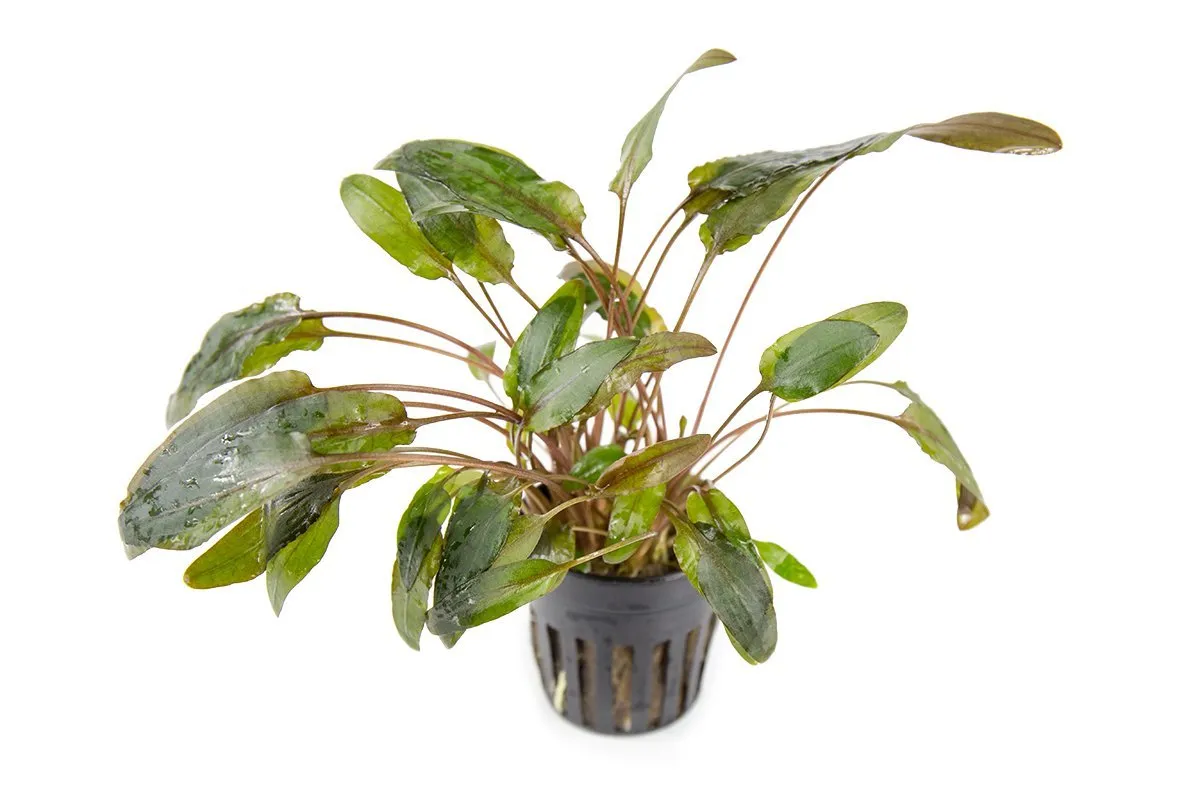 Beginner Plant Pack