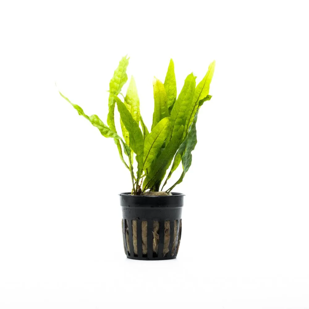 Beginner Plant Pack